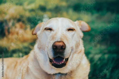 Cute Portrait Of Labrador Retriever
