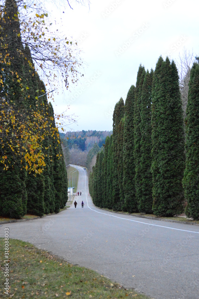 Fototapeta premium road in the forest