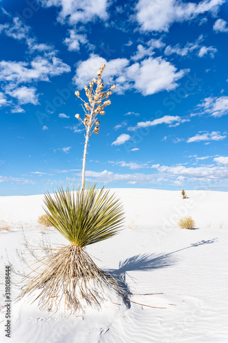 Scenic landscape in White Sands National Park photo