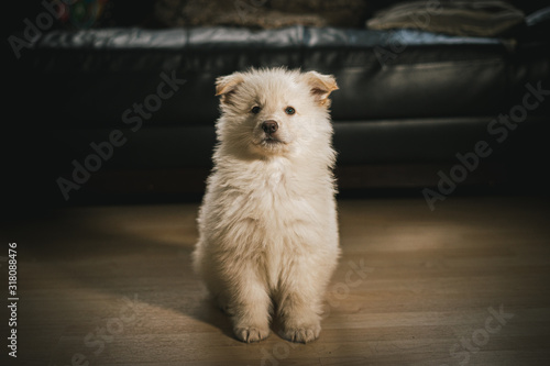 White German Shepherd Puppy in Living Room