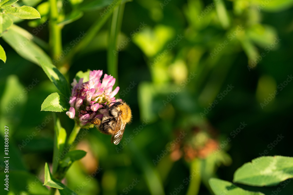 Bumble bee pollinates, collects nectar and pollen on a pink clover in the green grass in sunshine day. Bumble bee pollinates, collects nectar and pollen on a pink clover in the green grass in sunshine day.