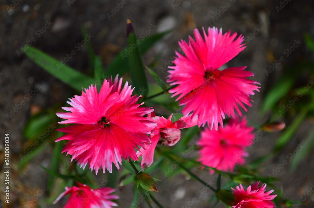 Obraz premium flowers in the garden