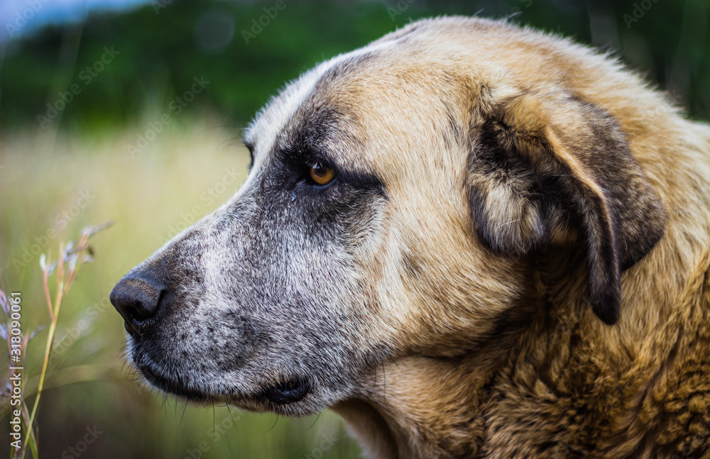 Rafeiro do Alentejo - Portuguese Mastiff - Portugal Dog Breeds - Senior Dog Rafeiro do Alentejo - Portuguese Mastiff - Portugal Dog Breeds - Senior Dog