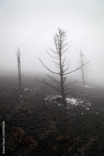 Spooky  dark  black tree burned in mountain forest fire  covered by white ice  scorched ground and thick mist