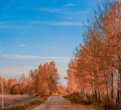 Dawn Autumnal forest. Colorful morning scene. Autumn scenery in a forest, with the sun rays of light through the mist and golden trees.
