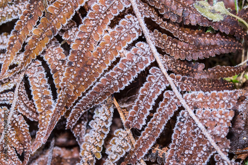 brown fern with hoarfrost