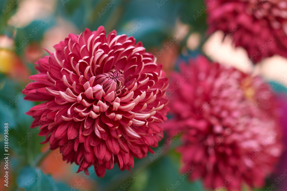 Chrysanthemum grandiflorum Ramat. Chrysanthemum grandiflorum Ramat.