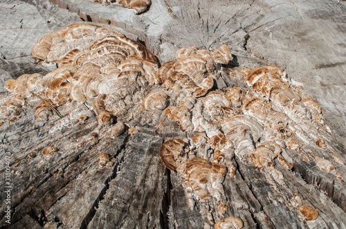 Wood mushrooms closeup on cut tree trunk surface