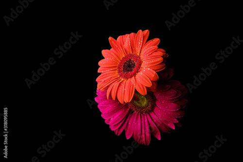 Gerbera flower isolated on black background in drops of water photo