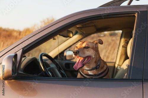 Happy ginger red mix breed dog smiling with his tongue hanging out  looking out of family car window. Sunset time summer wallpaper. Grunge solar bright effect. Pets travel concept.