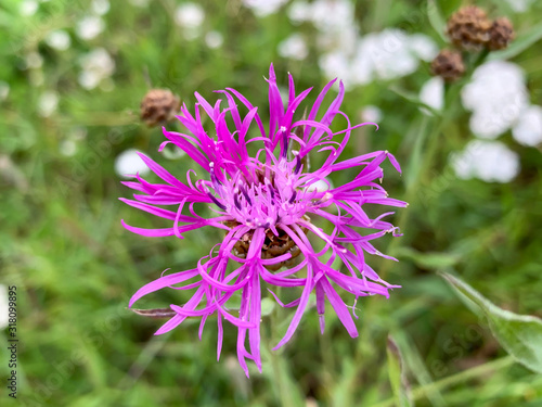 Violet flower of Centaurea scabiosa also known as greater knapweed  beautiful ornamental garden plant which highly attracts insects