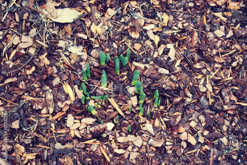 Fényképezés Bright Green Spring plant bulbs emerging from soil