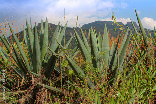 Agave Fields in Southern Mexico