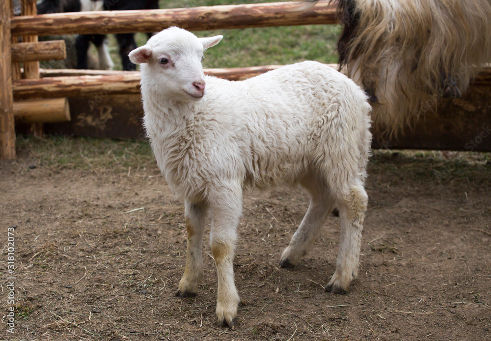 Little beautiful lamb runs in the paddock on eco farm Little beautiful lamb runs in the paddock on eco farm