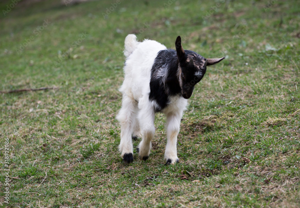 black and white goat graze on an organic eco farm