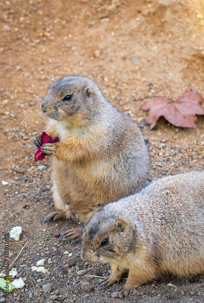 Pair of Black-tailed Prairie Dogs (Cynomys Ludovicianus) sharing their food. Wildlife and nature photography Pair of Black-tailed Prairie Dogs (Cynomys Ludovicianus) sharing their food. Wildlife and nature photography