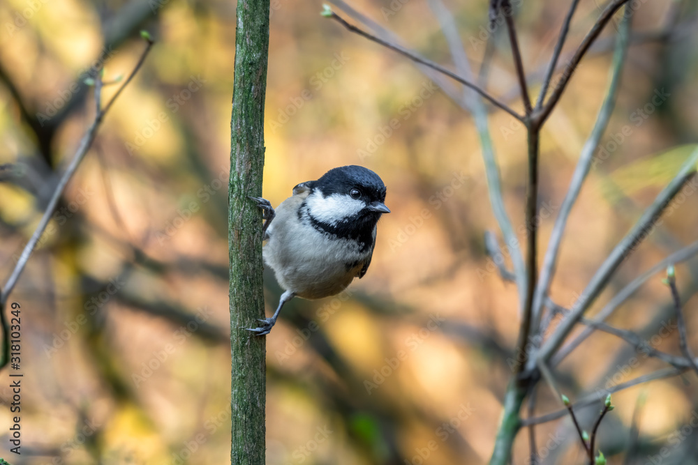 Naklejka premium Tiny Coal Tit Perched in a Tree