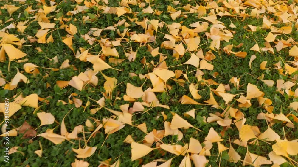 The bright yellow leaves of the Ginkgo Biloba tree in autumn. Ginkgo Trees are native to China, but can be found in many places. Shot in Los Angeles. The bright yellow leaves of the Ginkgo Biloba tree in autumn. Ginkgo Trees are native to China, but can be found in many places. Shot in Los Angeles.