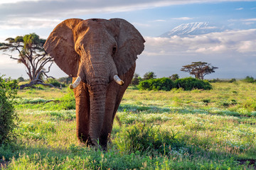 Papier peint photo Éléphant Éléphant devant le Kilimandjaro à Amboseli  © kcapaldo