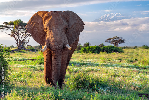 Elephant and Kilimanjaro, Amboseli National Park, Kenya photo