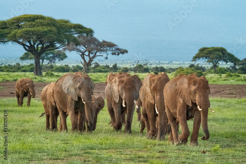 Canvas Print Elephant Herd Amboseli National Park Kenya