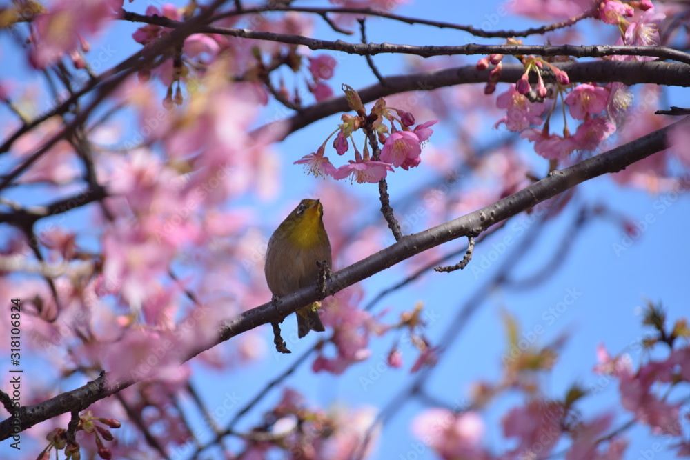 Obraz premium 桜 鳥 めじろ ひよどり