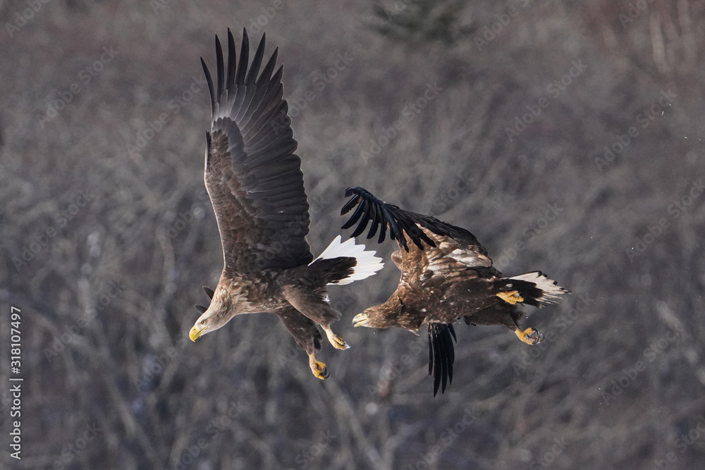 Obraz premium オジロワシ