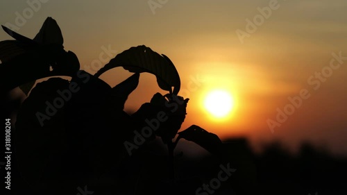 Silhouette of nature with sunlight