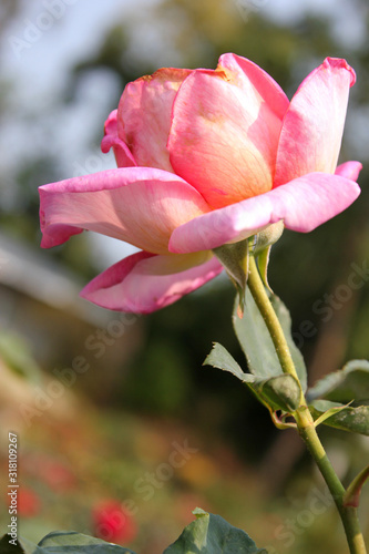 Pink roses in the flower garden.