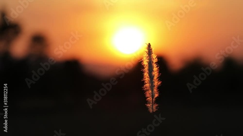 Silhouette of nature with sunlight