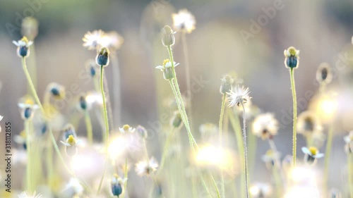 Flowers grass with wind on sunlight.
