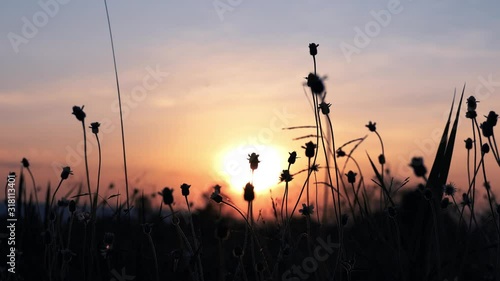 Silhouette of nature with sunlight