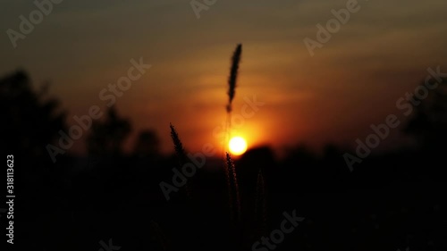 Silhouette of nature with sunlight