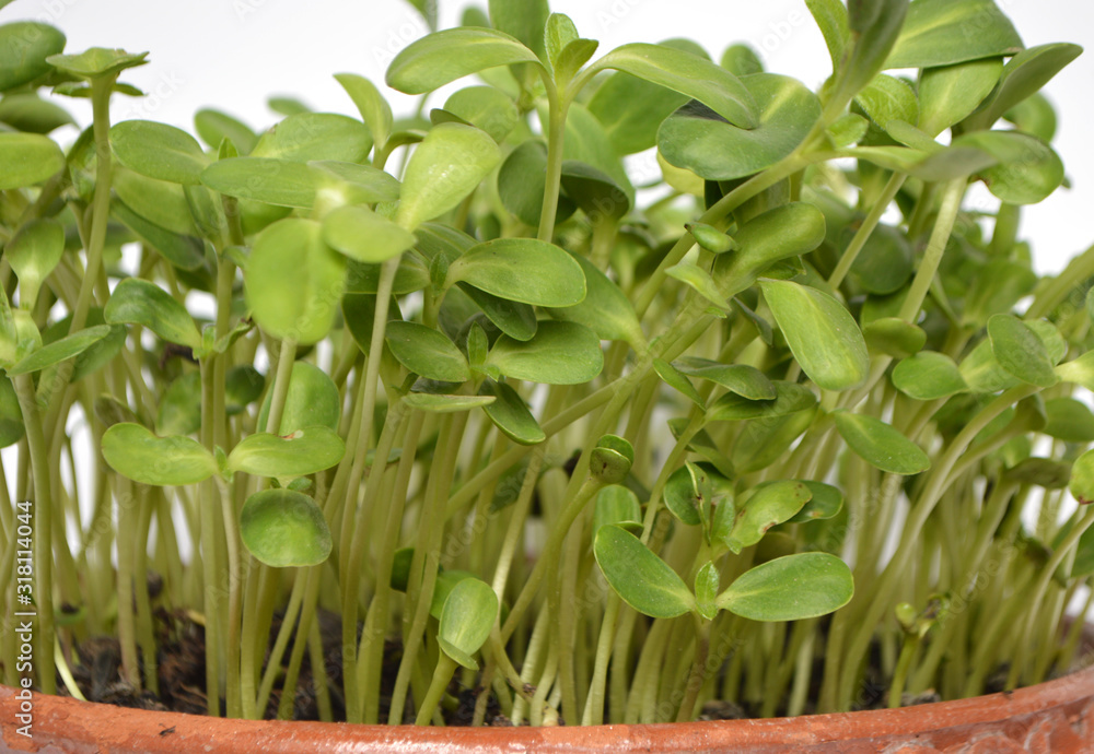 Fototapeta premium Sunflowers micor greens in pot