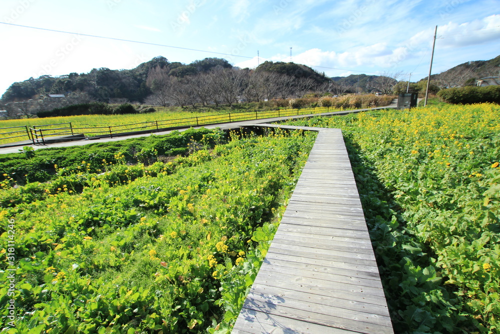Naklejka premium 南伊豆 日野の菜の花畑