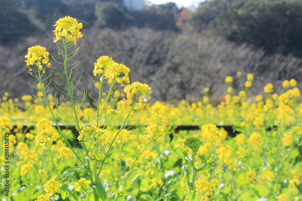 Fototapeta premium 南伊豆 日野の菜の花畑