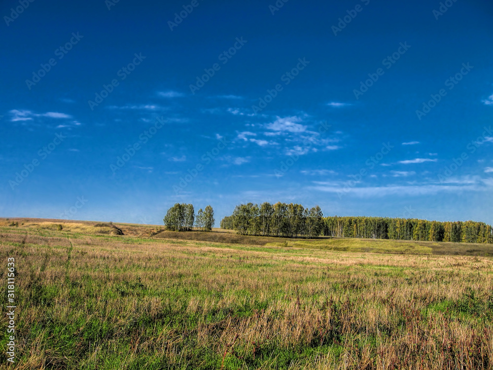 Summer field of grass against the background of the forest and blue sky in Russia