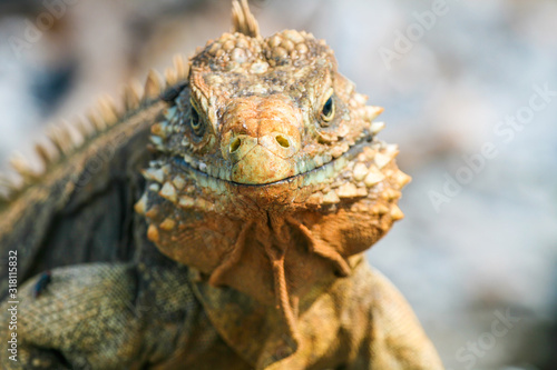Wild iguanas look © nelasova
