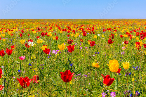 Endless fields of tulips in the reserve Opuk Crimea photo