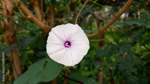 beautiful flower background view image