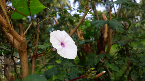 beautiful white flower background view image