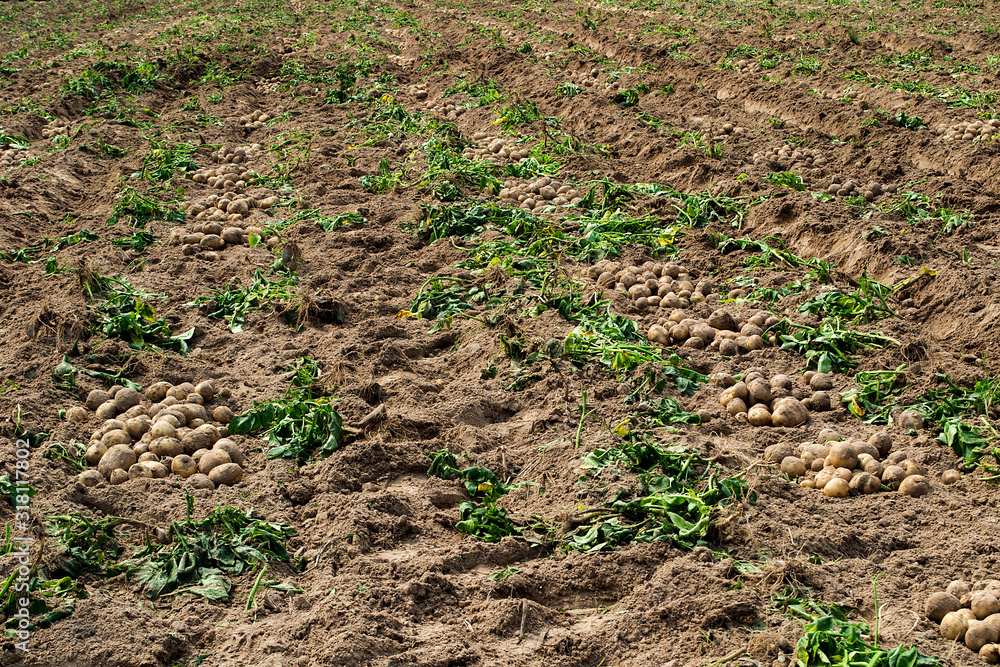 Fresh organic potatoes in the fields, raw potatoes. Fresh organic potatoes in the fields, raw potatoes.