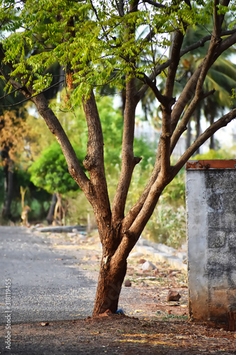 tree in the park