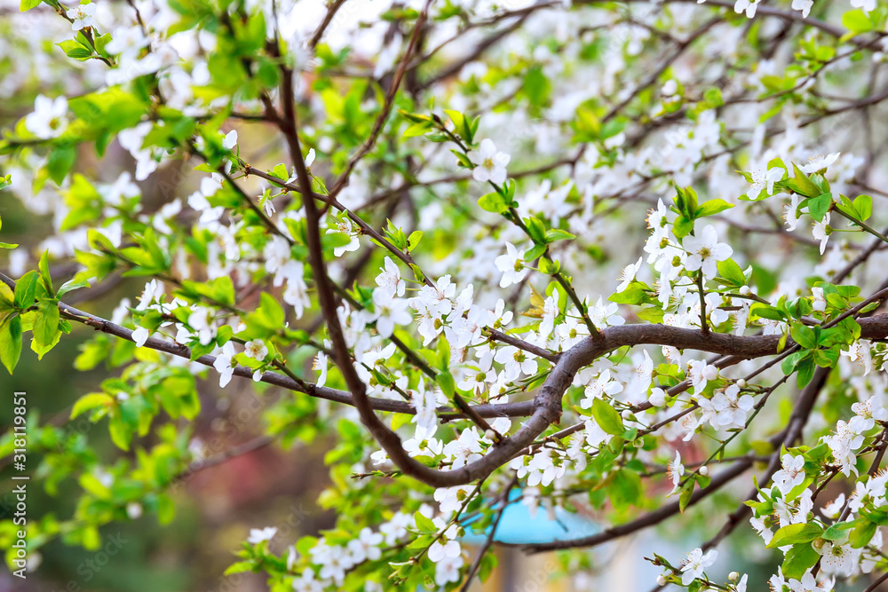 Tree blooming with white flowers in spring day. Tree blooming with white flowers in spring day.