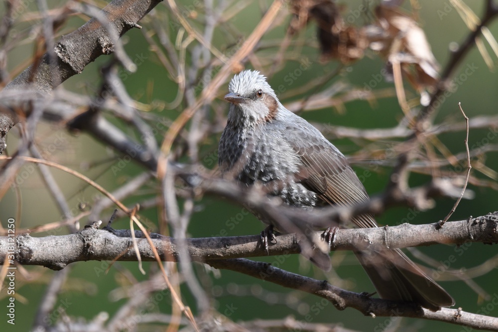 A Brown-eared bulbul perched on a tree branch in the forest. A Brown-eared bulbul perched on a tree branch in the forest.