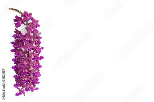 Bouquet blossom Rhynchostylis isolated on white background.