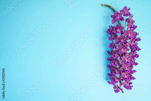 Bouquet blossom Rhynchostylis isolated on blue background.