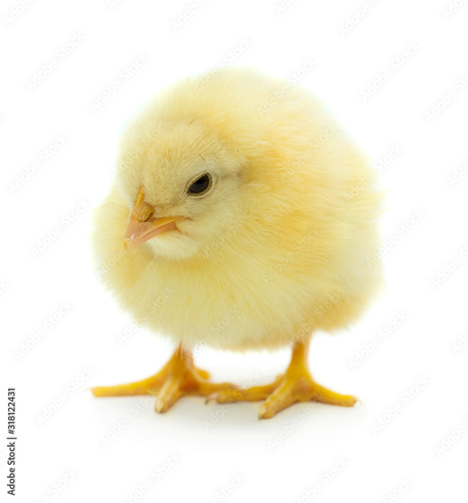 Obraz premium Little cute chicken