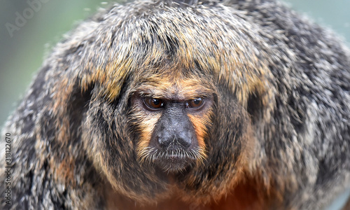 Monkey
