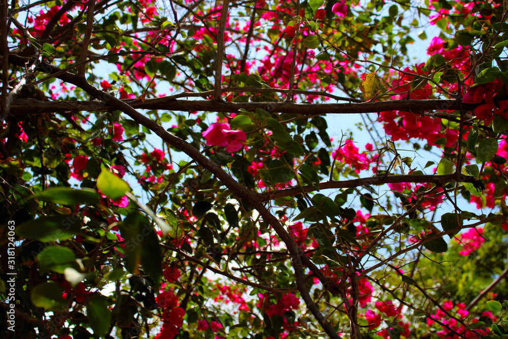 Obraz premium FLOWERS